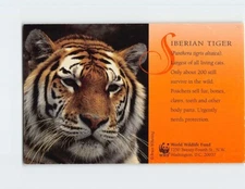 Postcard Beautiful Siberian Tiger