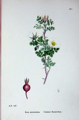 Original alter antiker Druck Botanik Pflanzen um 1902 Gemeine Burnet Rose Spinosissima