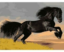 Paint By Numbers Kit Horse Animal 40CMx50CM Canvas