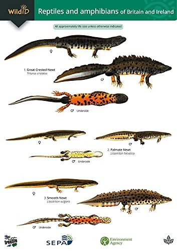 Guide to the Reptiles and Amphibians of Britain and Ireland b... - - Image 3