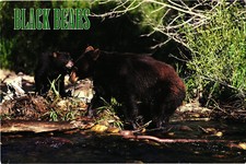 Black Bear Mother and Cub Postcard Unposted PENROD/HIAWATHA