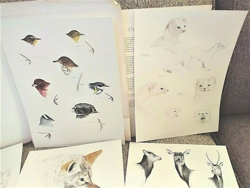 A NATURALISTS PORTFOLIO of Field Sketches . 1982 Olaus J. Murie . 7 pgs drawings - Imagen 2 de 7