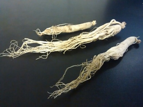 White Panax Korean Ginseng Whole Root High Grade Changbai Mountain 25g-100g UK - Picture 11 of 11
