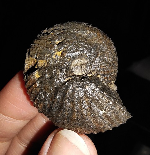 AMAZING AMMONITE!!GRIESBACHITES TRIASSIC FROM TIMOR, INDONESIA 34MM - Picture 5 of 7