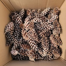 100 Medium 2-5 Pinecones Eastern White Pineco...