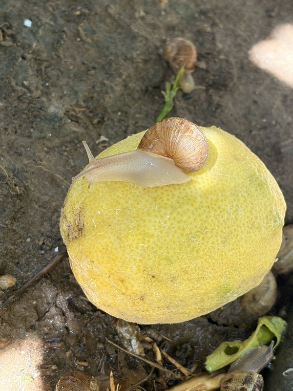 Large Live land Brown Garden Snails pet Cornu aspersum Xlarge maxima