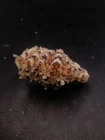 Juvenile, full hippopus bear claw 65mm. Collectors beach #16810