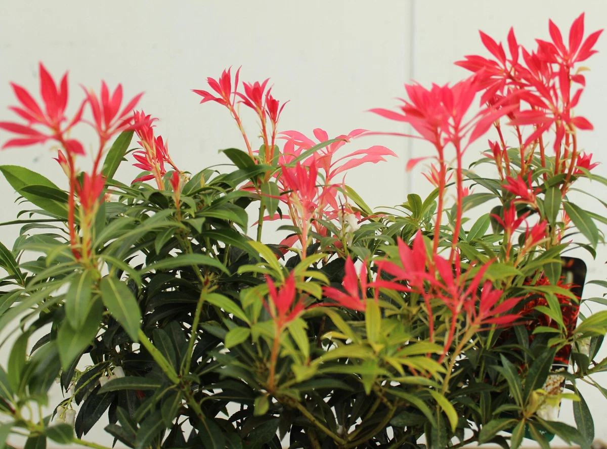 Pieris Japonica 'Carneval' – Pianta Di Schattenglöckchen 20-25cm Da Vivaio Ammerland
