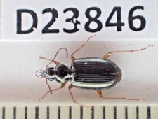 D23846. Insects, Carabidae sp. Vietnam Central. A2