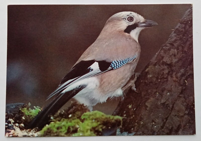 Eichelhäher Vogel Postkarte - J Arthur Dixon