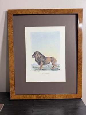 Vintage Barbary Lion  Lion de Barbarie  Natural History Print 22x18
