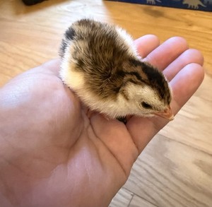 guinea hatching eggs