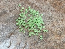 1200 Pcs 4mm Czech Fire Polished Round Faceted Glass Beads - PERIDOT