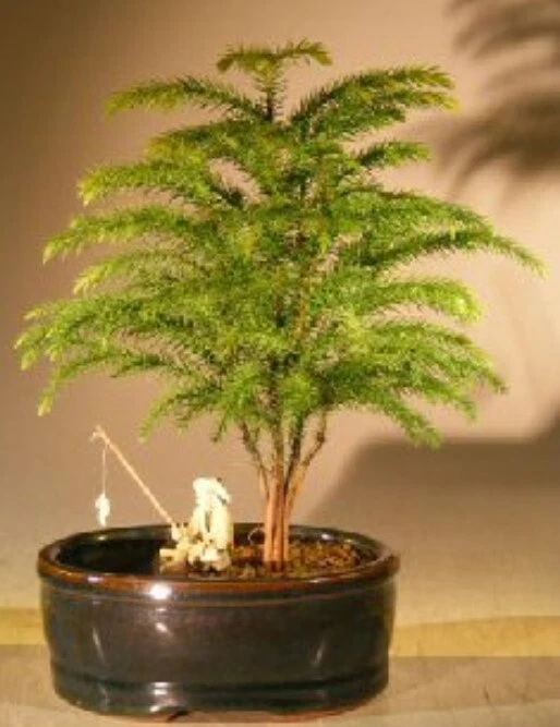 Norfolk Island Pine Bonsai Tree Land/Water Pot Indoor Araucaria Heterophila 8"H - Image 2 of 2