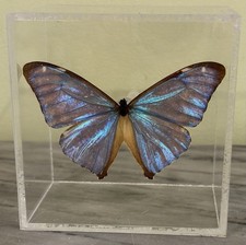 MOUNTED BLUE MORPHO BUTTERFLY PLEXIGLASS BOX ...