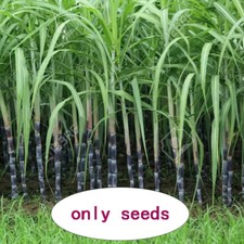 100Pcs Black Sugar Cane seeds Sugarcane Organic Saccharum seeds