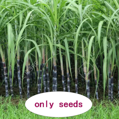 100Pcs Black Sugar Cane Se eds Sugarcane Organic Saccharum se eds