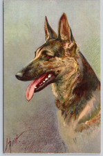 c1940s Alsatian Wolfhound Berger Alsatien Switzerland Postcard