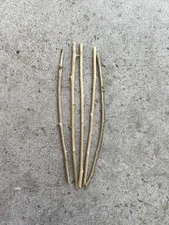 5pcs Goji Berry Plant Fresh Cuttings No Root Ready To Plant