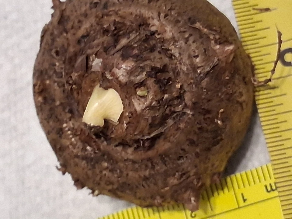 Amorphophallus Krausei Standard Form Nice Sized Bulb Fast Dividing - Image 2 of 4