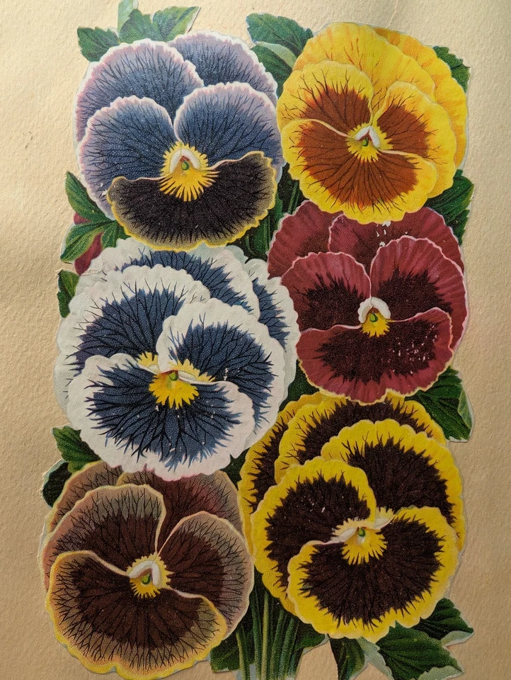 Álbum CROMOLITÓGRAFO 9x12 raro da década de 1880 com mais de 40 lindas páginas coloridas! - Imagem 3 de 4