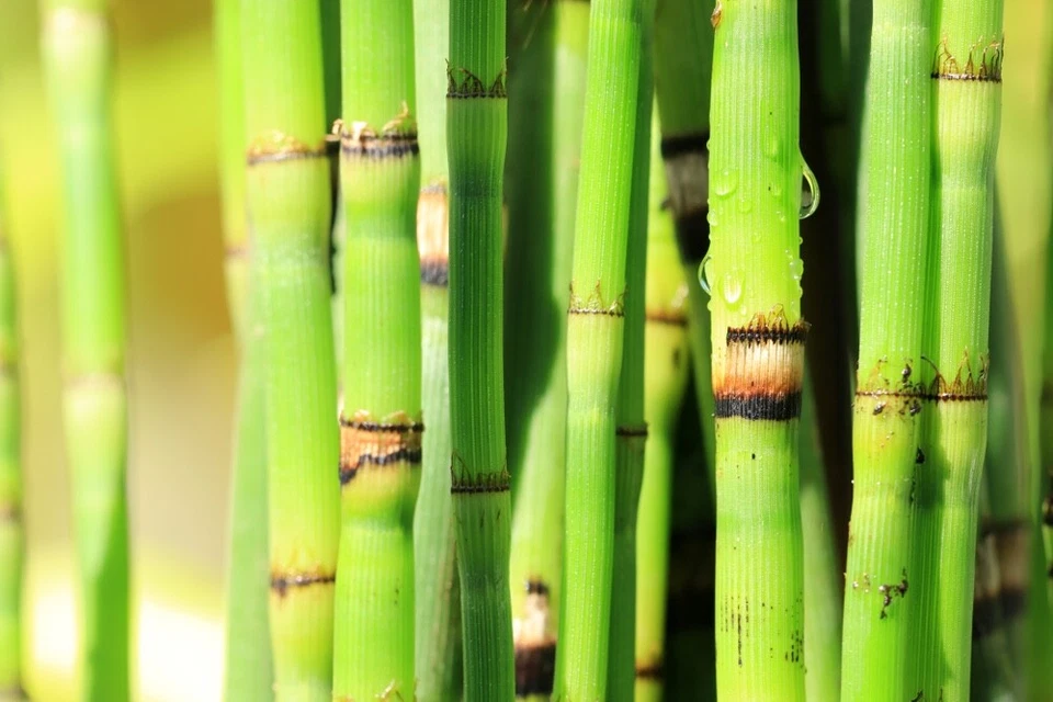Esquejes de plantas de cola de caballo para crecer - Equisetum - Gran característica acuática, estanque Koi Foto 3 de 4
