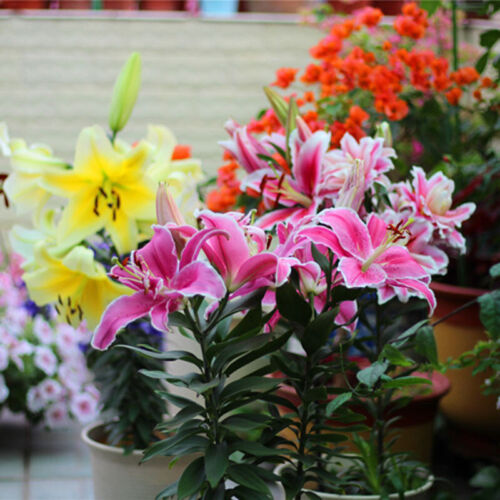 Oriental Lily-Perennial Garden seeds Oriental Mix Red/Yellow Lily Flower seeds - Picture 4 of 4