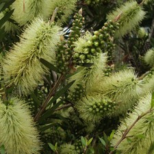 T&M Callistemon Honey Pot Yellow Bottlebrush Tender Shrub 1x 9cm