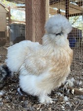 6 silkie hatching eggs