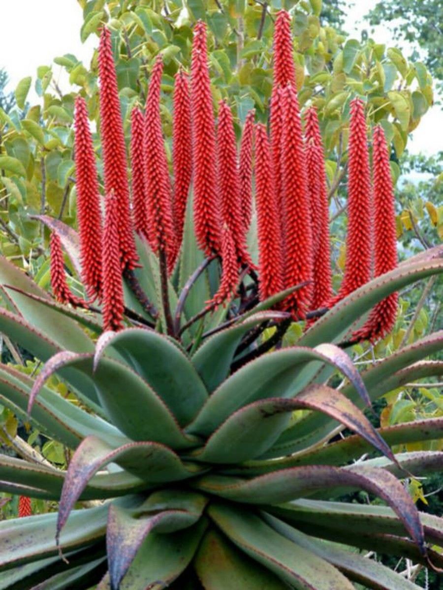 100 seeds Aloe Ferox Red Aloe Bitter Aloe Tree | eBay