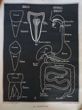 LITHO AFFICHE SCOLAIRE A. RICHARD PLANCHE ANATOMIQUE DENT VENTRE MEDECINE SANTE