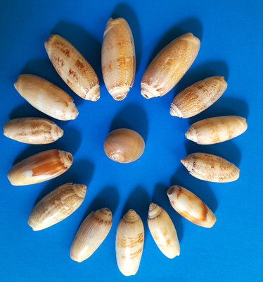 14 LETTERED OLIVE Seashells - Sanibel Island FL 1 1/2''- to 2 1/2'' + 1 Sharks Eye