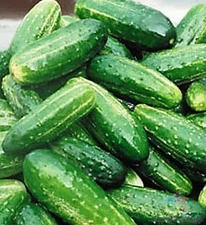 25+ Northern Pickling Cucumber Seeds for Garden Planting - USA - FREE SHIPPING!