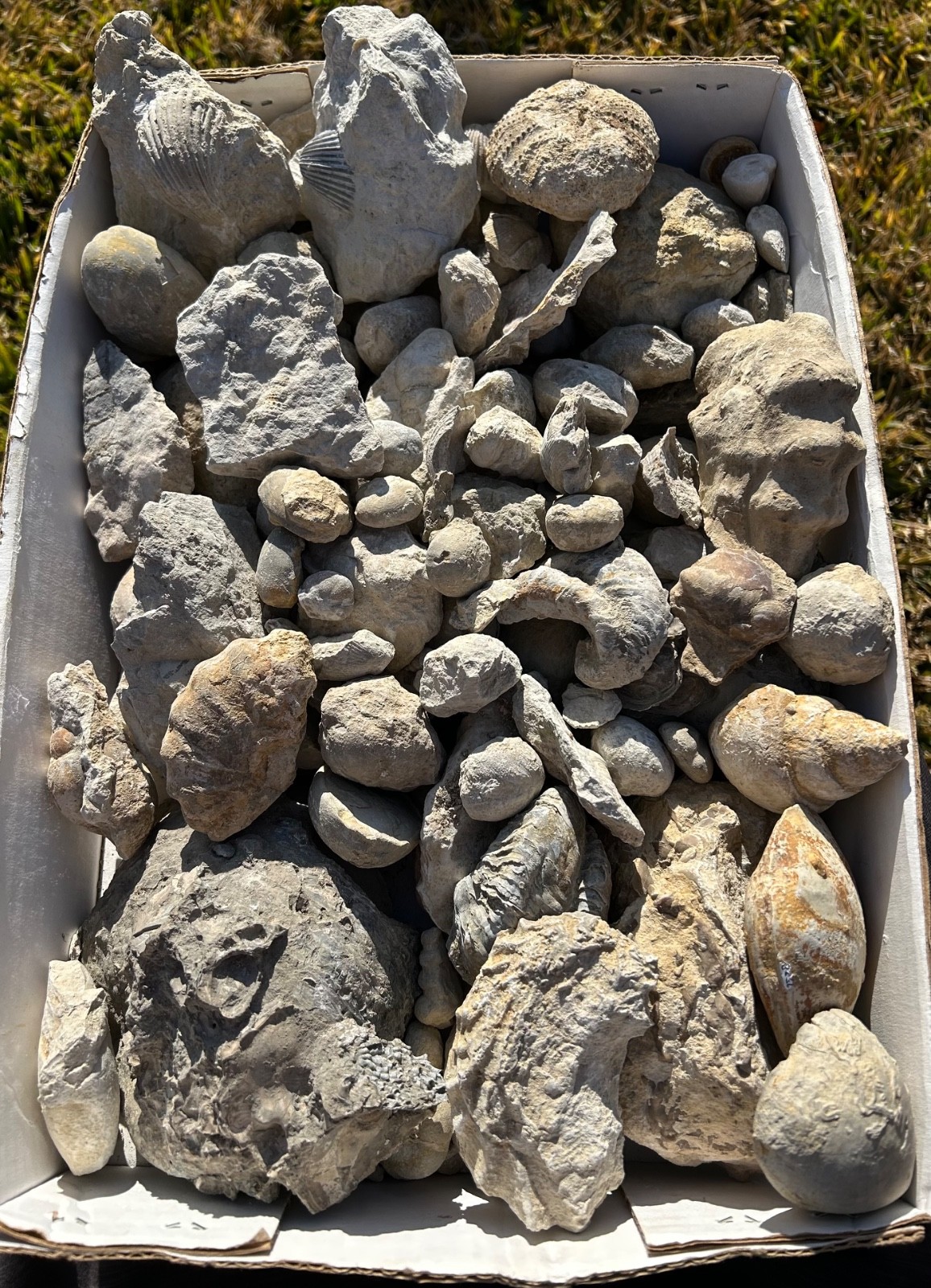Shell Bluff Fossils Texas Bulk Fossils Lot 21 lbs Ammonites & Shell Fossils, Free Shipping