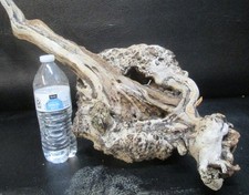 LG manzanita burl wood  D504 20" x 11 1/2" x 7"at the tallest point