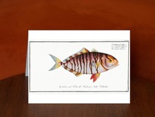 Streaked Mackrel (Scomber fasciatus) by Marcus Elieser Bloch - A5 Art Print Card