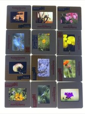 VTG LOT OF 12 SLIDES STUNNING CA FLOWERS PROFESSIONAL SHOT 35MM MACRO 70/80s 48