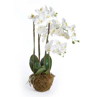 Phalaenopsis Orchid Drop-In, 30''