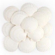 16 PCS Large Natural White Scallop Seashells Crafts Fish Tank Decor 45 Inch