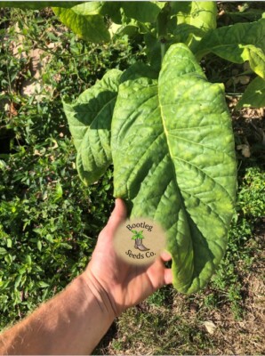 virginia bright leaf tobacco Tobacco Virginia Bright Leaf