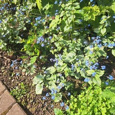 Brunnera Jack Frost , 3 x 7 cm plants