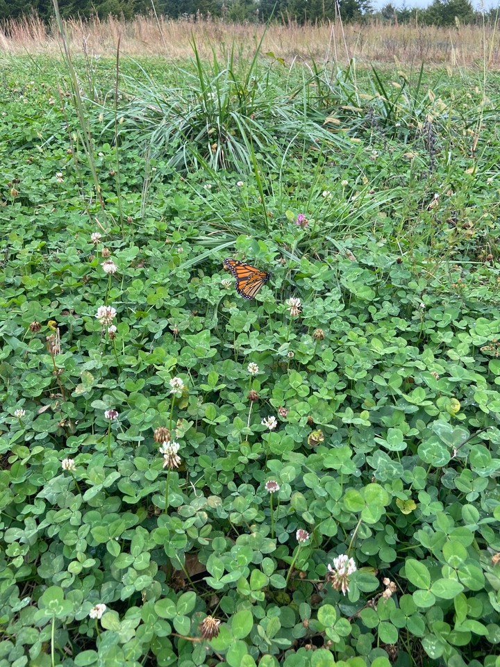 Spring Clover Plot Annual Clover Food Plot Seed Mix Fast growth Big tonnage - Spring/Fall ...
