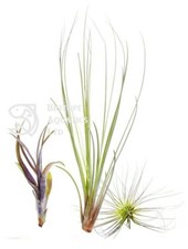 Air Plants - UNIQUE SHAPE PACK - Argentea, Juncea Tillandsia live house plant