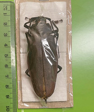 Cerambycidae for collectors| Long Horn beetles