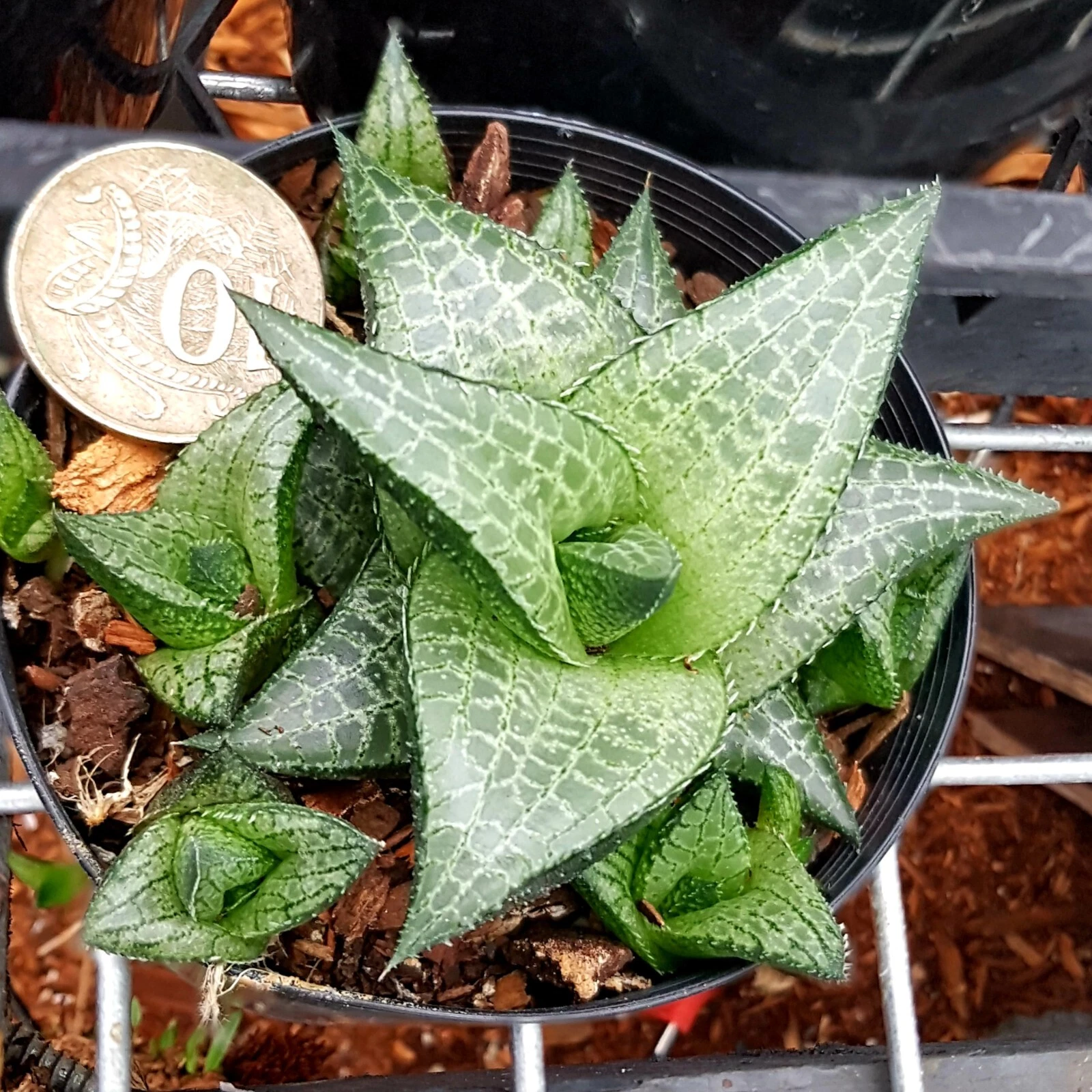 Picture 2 of 3