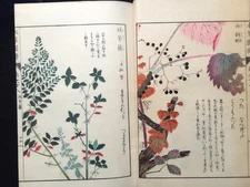 Japan Edo Illustrated book of flora HONZO ZUFU Color Woodblock print book Vol.28