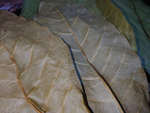 500 leaf Dried Indian Almond dry Leaves Catappa for Fish, Shrimp, Aquarium care - Picture 10 of 13