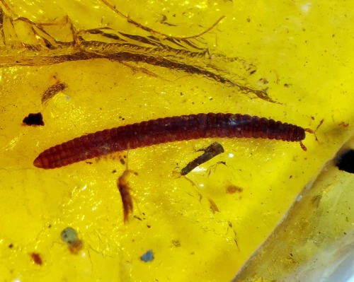 Fossil insect Milllipede Myriapoda inclusion in Genuine Burmite Burmese Amber