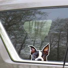 Peeker Boston Terrier Car Sticker Vinyl Bumper Window Realistic Decal Waterproof