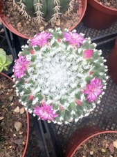 NEW ARRIVAL!! Mammillaria Polythele Large!